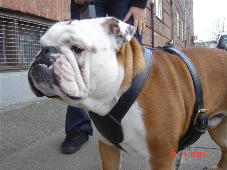 Engelsk bulldog Samson billede 11