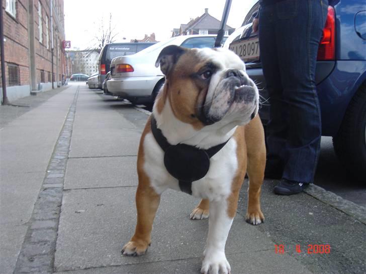 Engelsk bulldog Samson billede 12