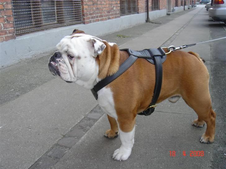 Engelsk bulldog Samson billede 13