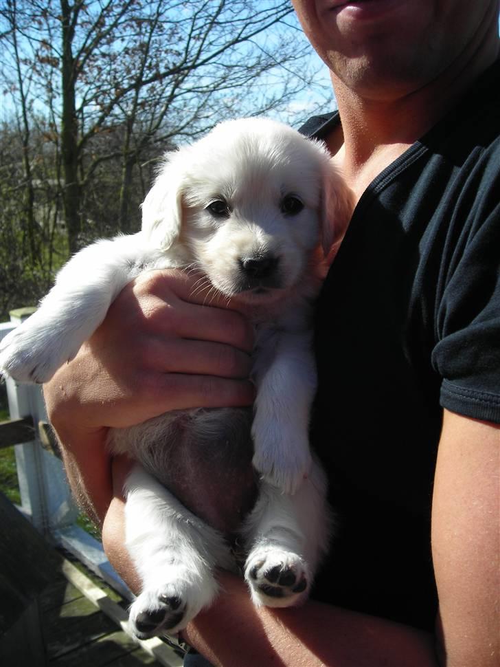 Golden retriever Nova - Første gang vi så snehviden, hvor Daddy står med hende på armen billede 1