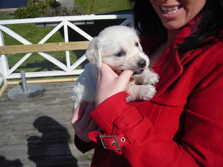 Golden retriever Nova - uhm.. Hendes finger smager da godt.. billede 2