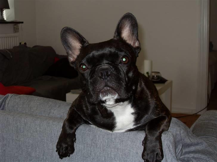 Fransk bulldog Betty billede 4