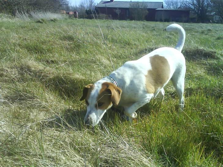 Dansk svensk gaardhund Pernille (snittel) - her er hun ude og gå på den mark bag vores hus billede 2