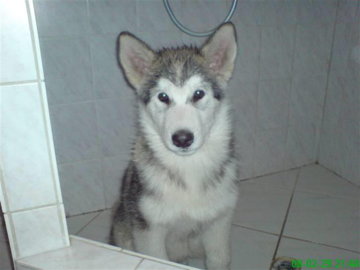 Alaskan malamute Keenai billede 1
