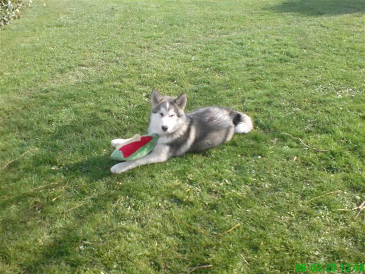 Alaskan malamute Keenai billede 2