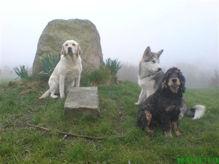 Alaskan malamute Keenai billede 3