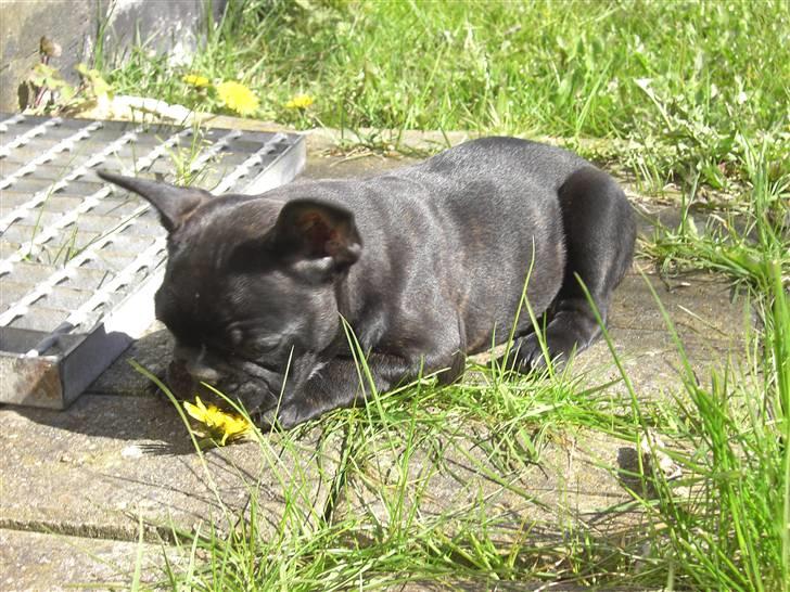 Fransk bulldog Betty - Sikke en fin blomt, lad mig spise den med det samme.. billede 10