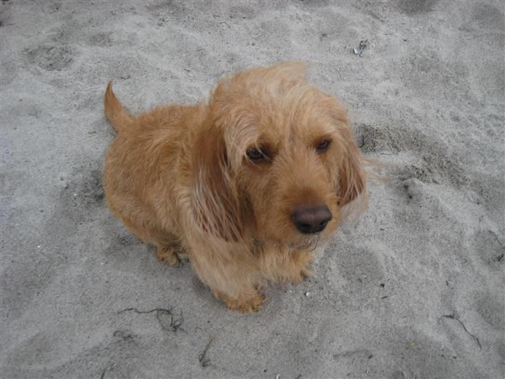 Basset fauve de bretagne Liva - Liva på stranden :) billede 9
