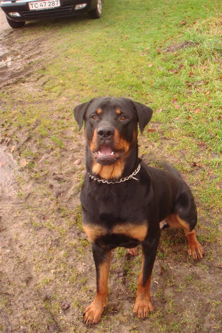 Rottweiler samson billede 2