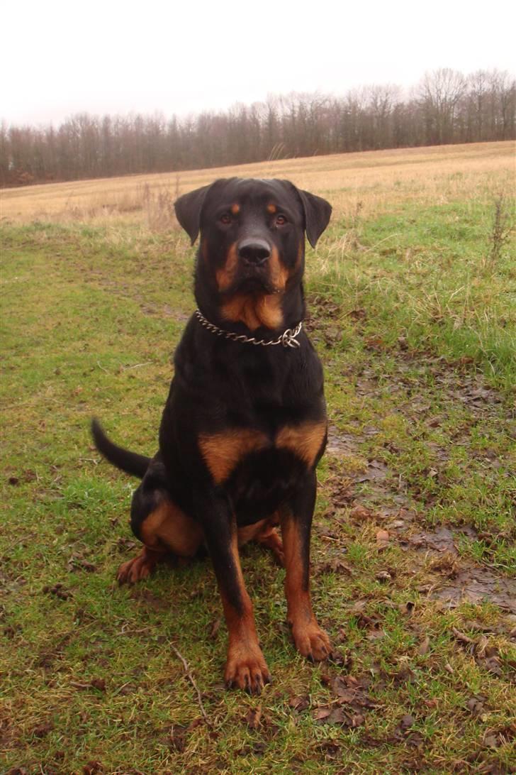 Rottweiler samson billede 3