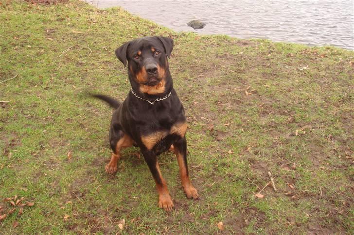 Rottweiler samson billede 4
