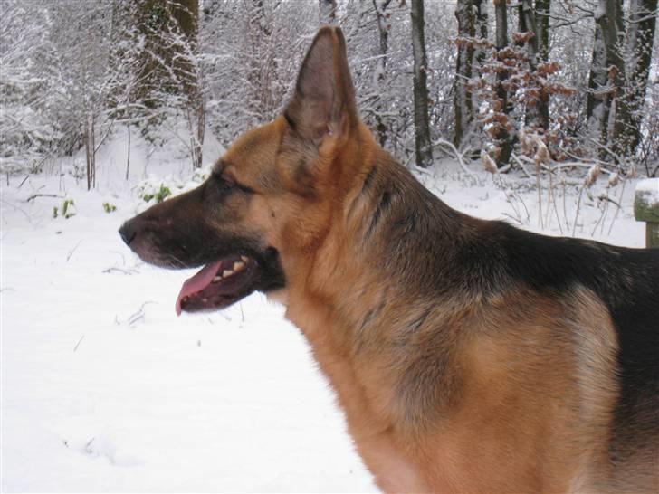 Schæferhund Aika - Jubii sne igen dejligt 24 marts 2008 billede 18