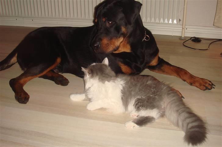 Rottweiler samson - samson og vores norsk skovkat Mille billede 5