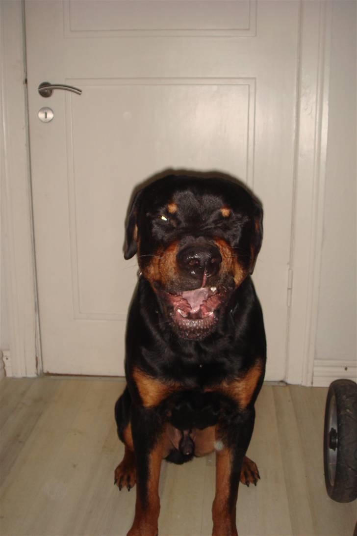 Rottweiler samson billede 6