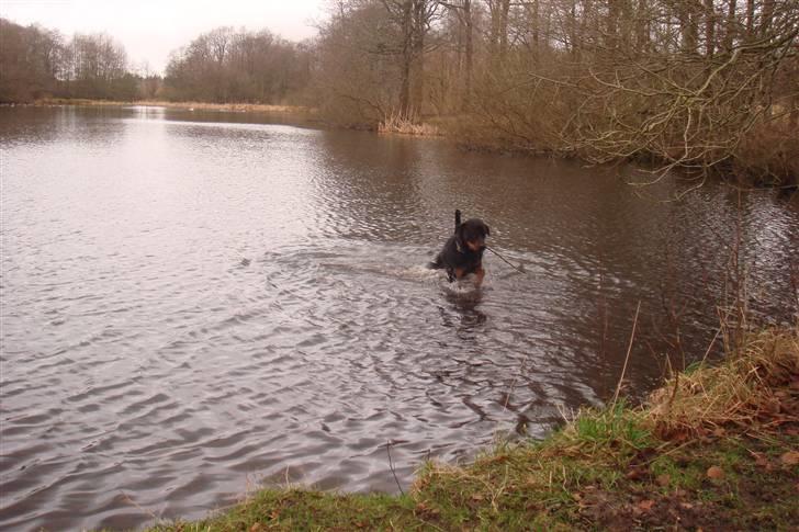 Rottweiler samson billede 7