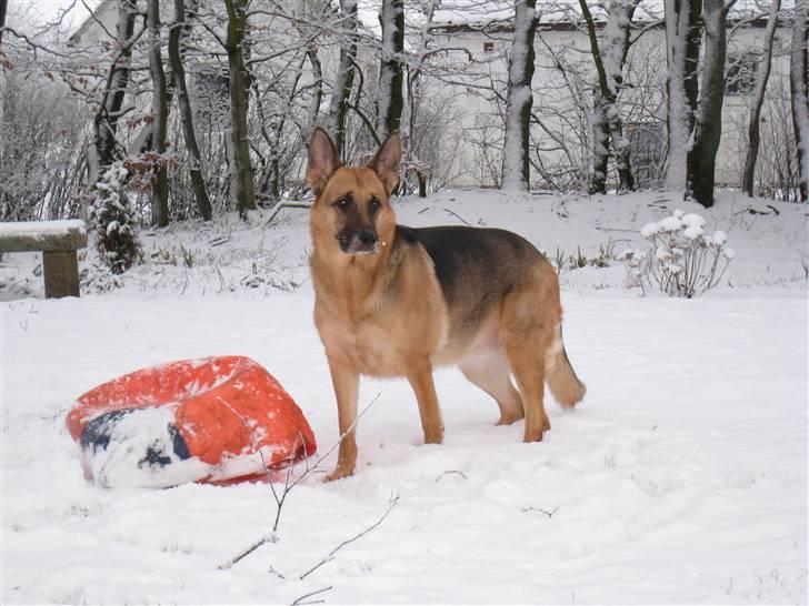 Schæferhund Aika - Jeg elsker min bold  billede 19