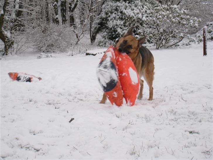 Schæferhund Aika - Se mig lige den er stor min bold billede 20