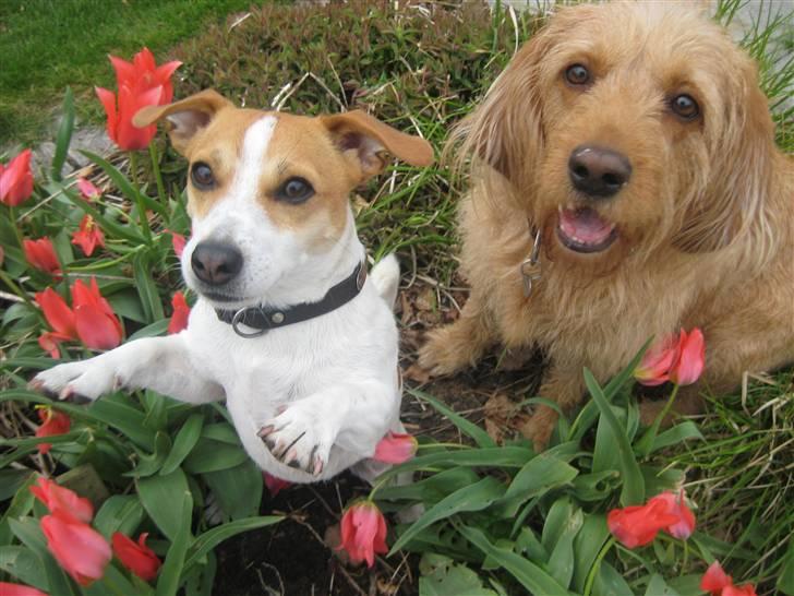 Basset fauve de bretagne Liva - Siden de var valpe har de være meget nære venner, her er et gammelt billede af dem. De kan stadig ikke undvære hinanden :D - Liva og Buddy. billede 10