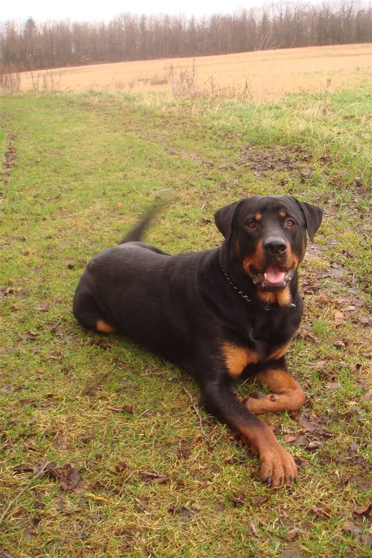 Rottweiler samson billede 8