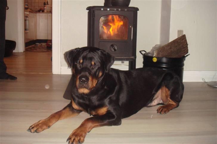 Rottweiler samson billede 9
