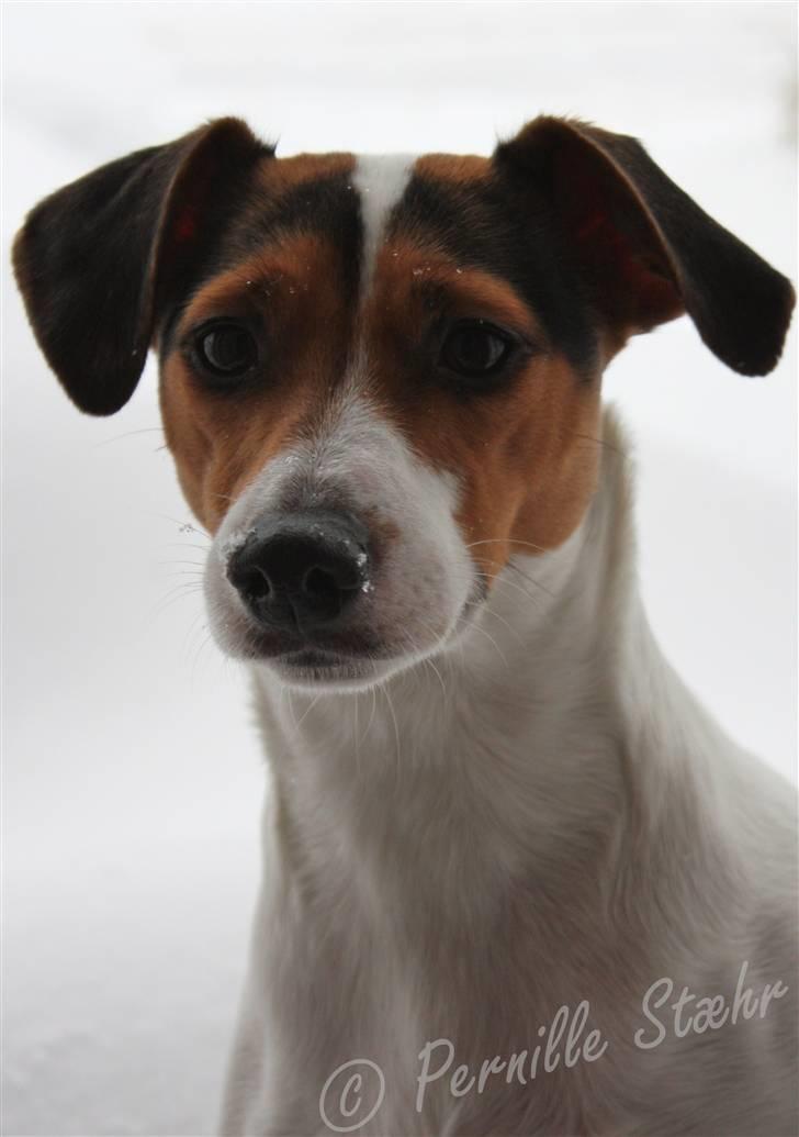 Glathåret foxterrier                »' Kiwi <3 - V E L K O M M E N   T I L   K I W I S   P R O F I L ! billede 1