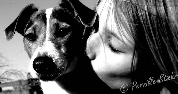 Glathåret foxterrier                »' Kiwi <3 - 2) » d. 17 marts ´09 billede 2