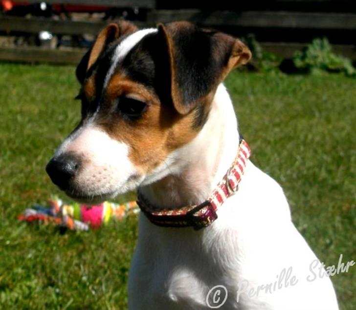 Glathåret foxterrier                »' Kiwi <3 - 3) » d. 18 april ´08 billede 3