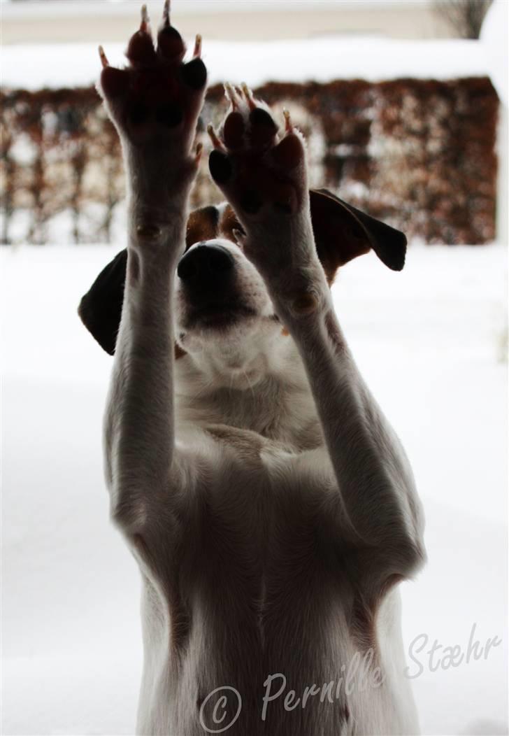 Glathåret foxterrier                »' Kiwi <3 - 4) » d. 17 December ´09 - Kiwi laver trickset !POTERNE OP! billede 4