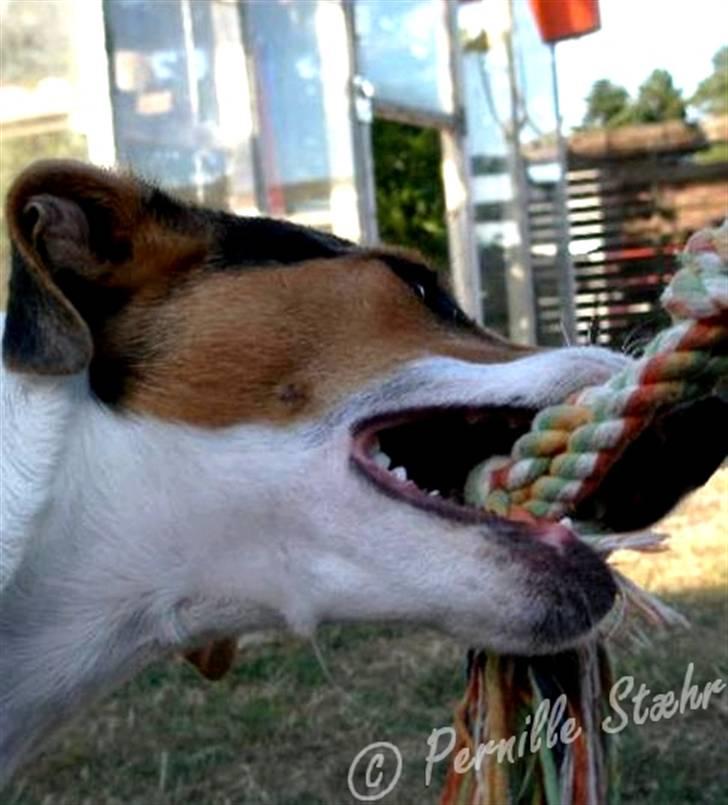 Glathåret foxterrier                »' Kiwi <3 - 5) » d. 17 Marts ´08 billede 5