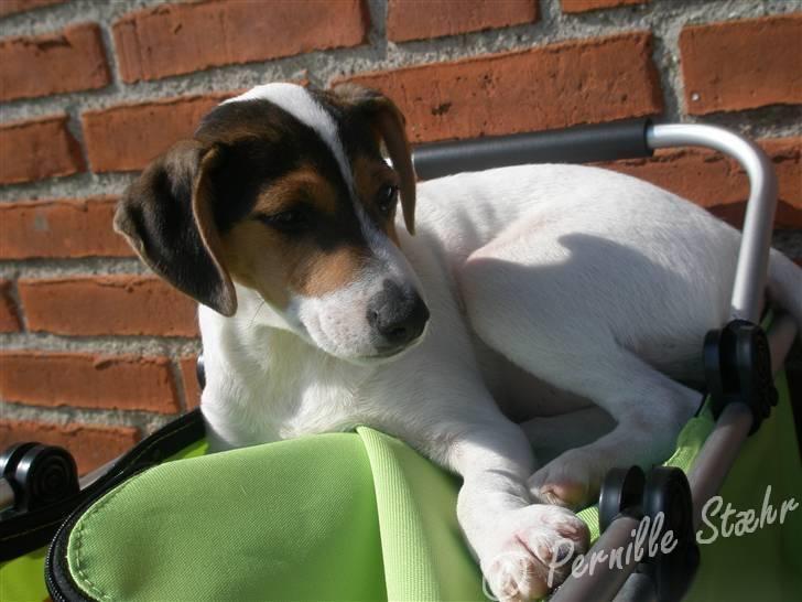 Glathåret foxterrier                »' Kiwi <3 - 6) » d. 21 August ´08 billede 6