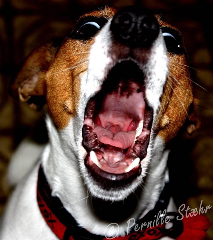 Glathåret foxterrier                »' Kiwi <3 - 7) » d. 10 Juni ´09 billede 7