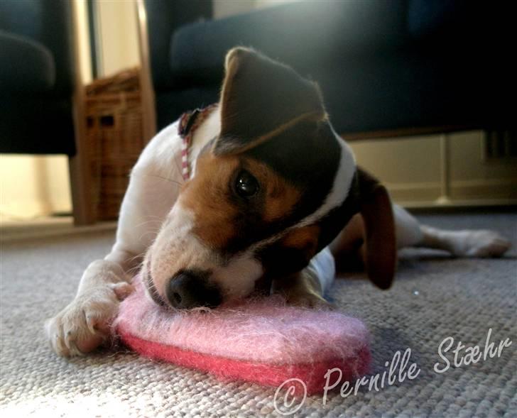 Glathåret foxterrier                »' Kiwi <3 - 8) » d. 22 april ´09 billede 8