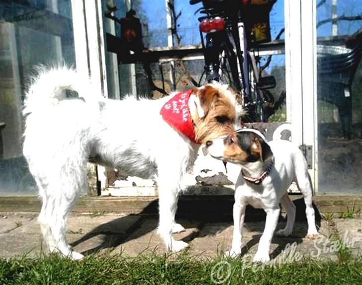 Glathåret foxterrier                »' Kiwi <3 - 9) » d. 18 April ´08 - Pigerne hilser på hinanden rigtigt for første gang billede 9