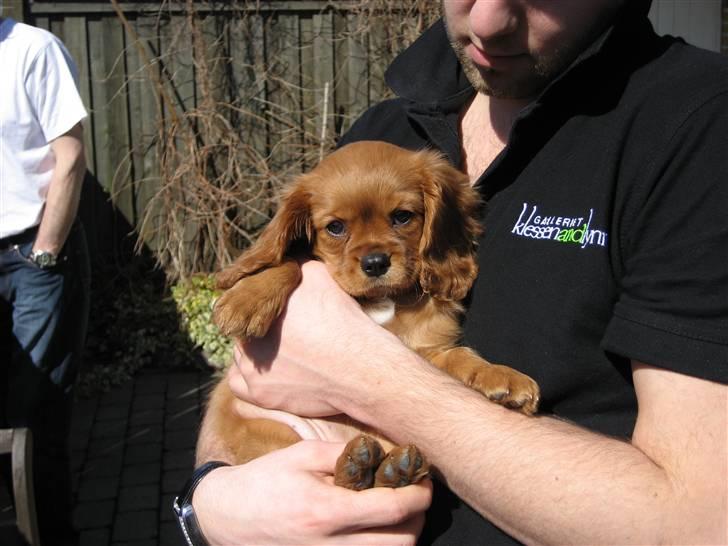 Cavalier king charles spaniel Baja billede 3