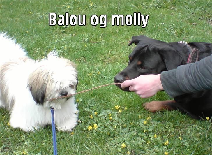 Lhasa apso balou - her møder jeg molly første gang billede 20