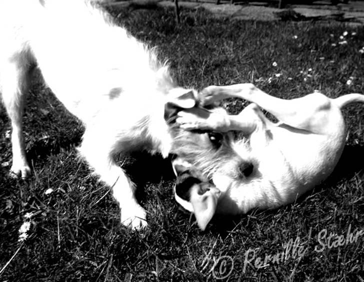 Glathåret foxterrier                »' Kiwi <3 - 10) » d. 18 April ´08 billede 10