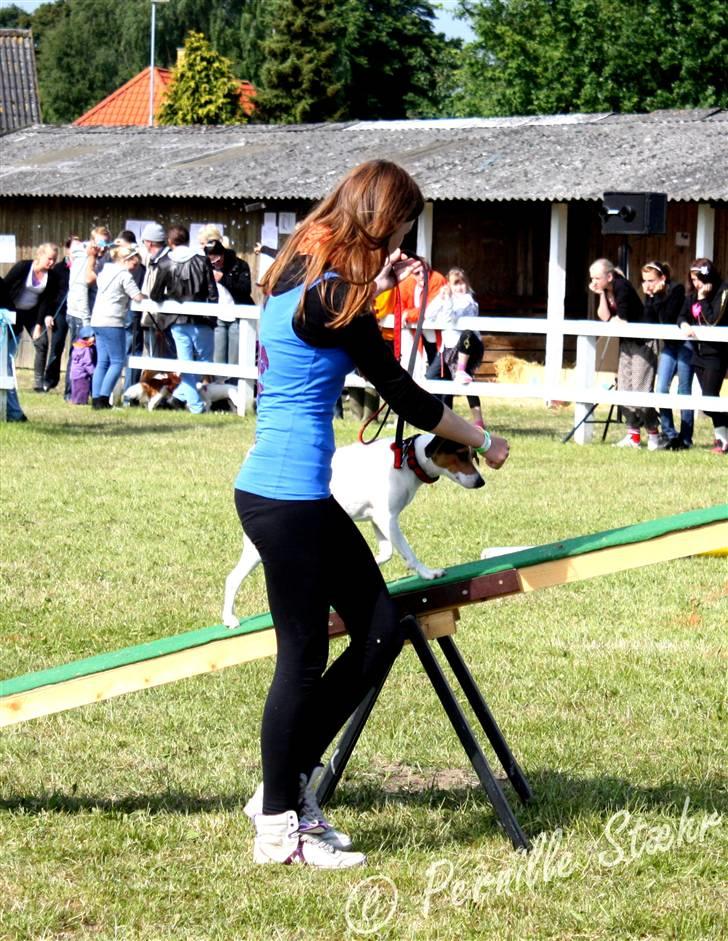 Glathåret foxterrier                »' Kiwi <3 - 11) » d. 14 Juni ´09 - Kiwi kommer på en 6 plads i finalen til dyrskuet! billede 11