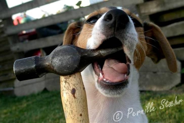 Glathåret foxterrier                »' Kiwi <3 - 12) » d. 2 Juni ´08 billede 12
