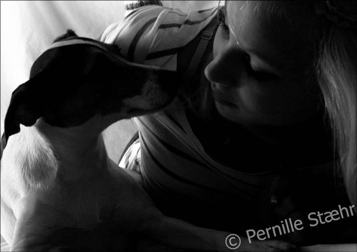 Glathåret foxterrier                »' Kiwi <3 - 13) » d. 23 Marts ´10 billede 13