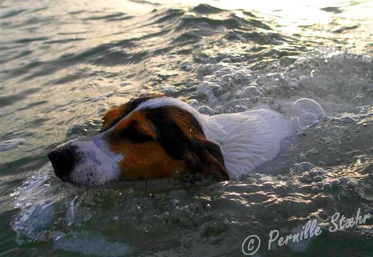 Glathåret foxterrier                »' Kiwi <3 - 14) » d. 22 Juli ´08 - Kiwi ude at svømme for 2 gang billede 14