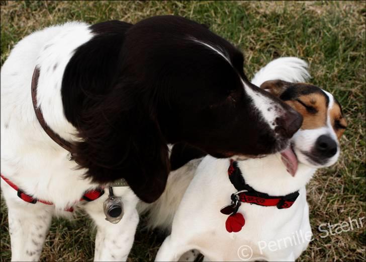 Glathåret foxterrier                »' Kiwi <3 - 15)  » d. 27 Marts ´10 - Kiwi og hendes bedste veninde Tiki RIP billede 15