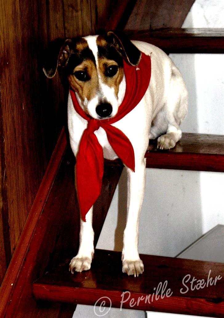 Glathåret foxterrier                »' Kiwi <3 - 16) » d. 14 Oktober ´09 - Sådan vælger Kiwi at sidde på trappen billede 16