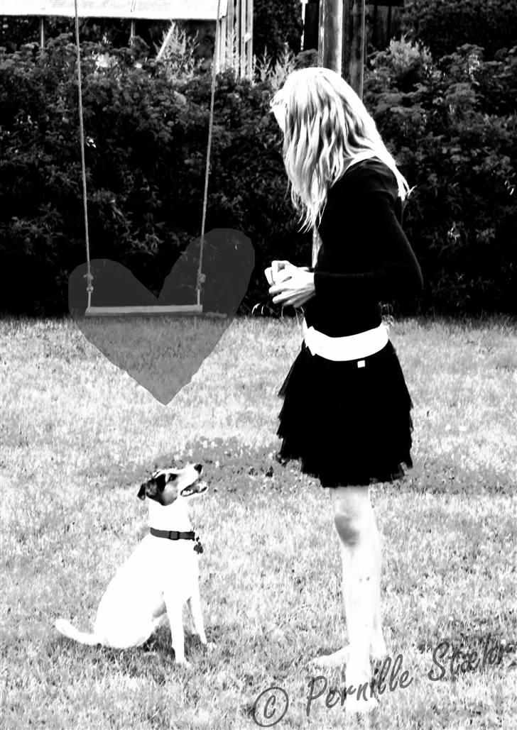 Glathåret foxterrier                »' Kiwi <3 - 17) » d. 27 Juli ´09 billede 17