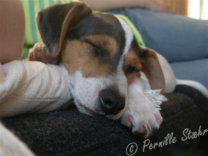 Glathåret foxterrier                »' Kiwi <3 - 18) » d. 21 April ´08 billede 18