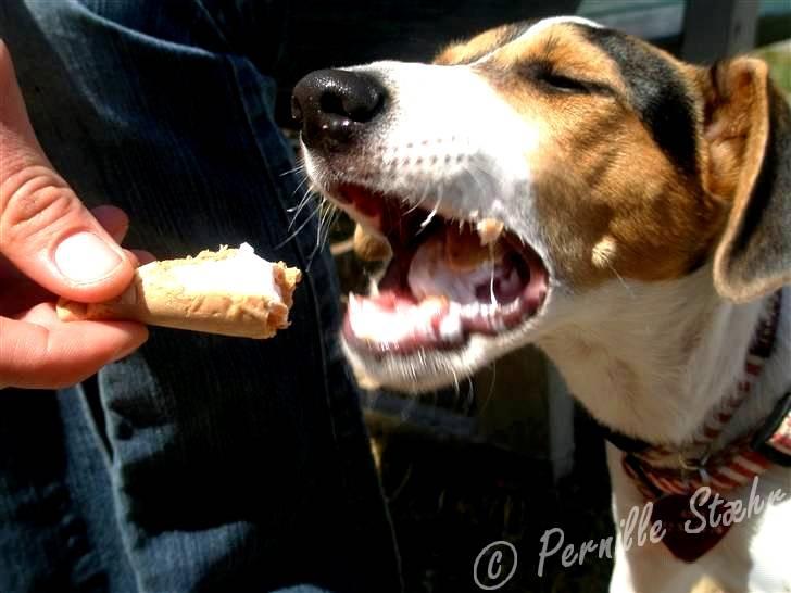 Glathåret foxterrier                »' Kiwi <3 - 19) » d. 2 Juli ´08 billede 19