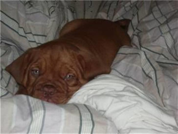 Dogue de bordeaux Santos - Godnat alle sammen billede 3