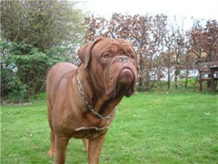 Dogue de bordeaux Santos - Hvem er det. Der er der billede 4
