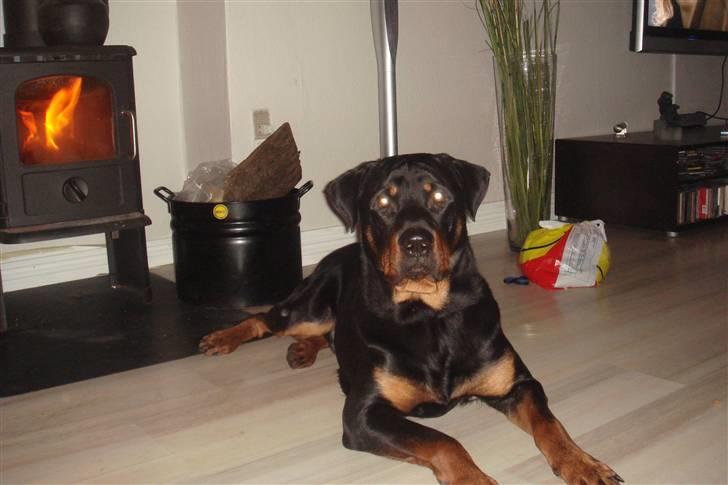 Rottweiler samson billede 10