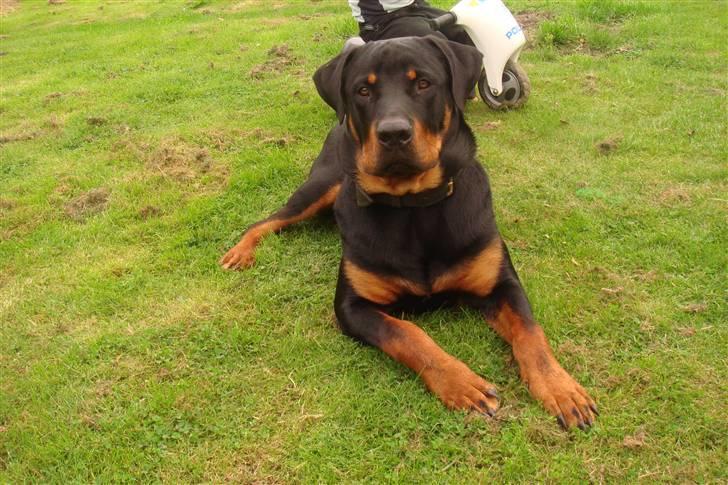 Rottweiler samson billede 11
