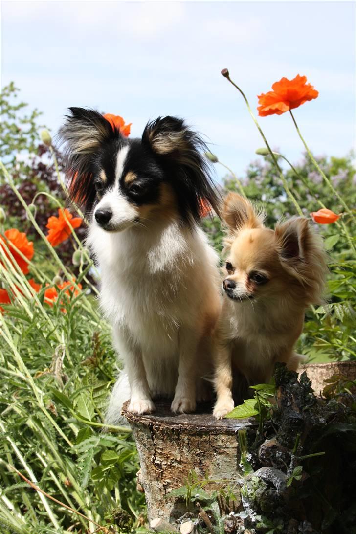 Papillon Diva - diva og dusty sammen billede 2